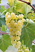 VITIS VINIFERA BUCKLAND SWEETWATER