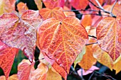 CERCIS CANADENSIS FOREST PANSY