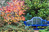 CERCIS CANADENSIS FOREST PANSY