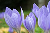 CROCUS ZONATUS