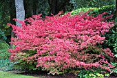 EUONYMUS ALATUS