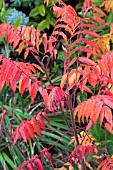 RHUS TYPHINA