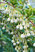 STYRAX JAPONICA