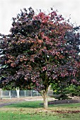 ACER PSEUDOPLATANUS CRIMSON KING