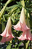 BRUGMANSIA PINK BEAUTY