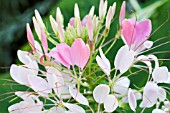 CLEOME SPINOSA COLOUR FOUNTAIN