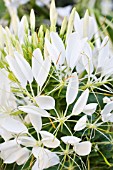 CLEOME SPINOSA HELEN CAMPBELL