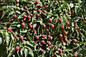 CORNUS KOUSA CHINENSIS