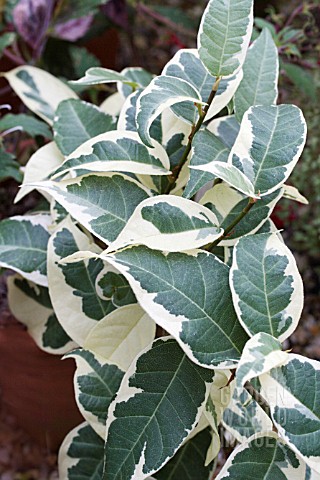 FICUS_SAGITTATA_VARIEGATA