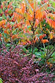 RHUS TYPHINA & BERBERIS THUNBERGII ROSE GLOW