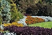 TAGETES, CINERARIA & IRESINE