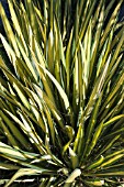 YUCCA FILAMENTOSA VARIEGATA