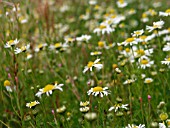 TRIPLEUROSPERMUM INODORUM (SCENTLESS MAYWEED)