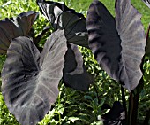 ALOCASIA BLACK MAGIC