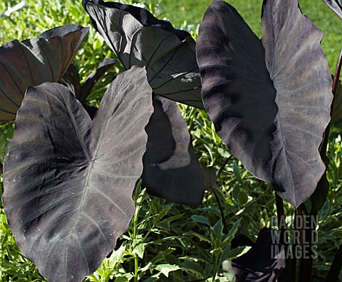 ALOCASIA_BLACK_MAGIC