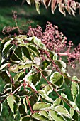 ARALIA ELATA VARIEGATA