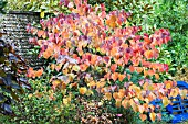 CERCIS CANADENSIS FOREST PANSY