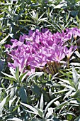 COLCHICUM AUTUMNALE & ARTEMESIA LUDOVICIANA SILVER QUEEN