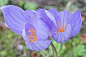 CROCUS ZONATUS