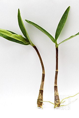 ORCHID_PROPAGATION_FROM_KEIKIS
