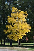 ROBINIA PSEUDOACASIA FRISIA