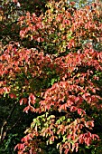 ACER GRISEUM