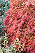 ACER PALMATUM DISSECTUM