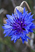 CENTAUREA CYANUS BLUE DIADEM