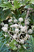 FATSIA JAPONICA VARIEGATA