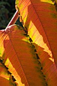 RHUS TYPHINA