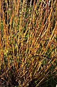SALIX ALBA VITELLINA
