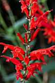 SALVIA ELEGANS