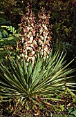 YUCCA FILAMENTOSA VARIEGATA