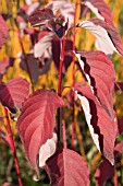 CORNUS SANGUINEA