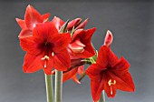 HIPPEASTRUM KOLIBRI-SERIES