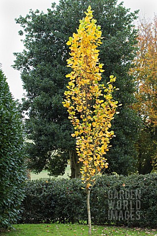 LIRIODENDRON_TULIPIFERA_ARNOLD