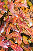 PYRUS COMMUNIS COMTE DE LAMY (SHOWING DEPOSITS OF COPPER FUNGICIDE BORDEAUX MIXTURE)