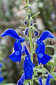 SALVIA PATENS DEEP BLUE