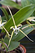 EPIDENDRUM CILIARE