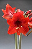 HIPPEASTRUM KOLIBRI-SERIES