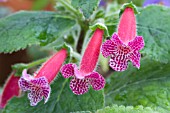 KOHLERIA JESTER