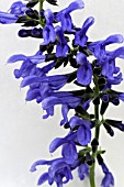 SALVIA INDIGO SPIRES