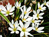 ZEPHYRANTHES CANDIDA (WINDFLOWER)