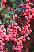 BERBERIS WILSONAE VAR STAPFIANA