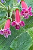 KOHLERIA JESTER