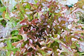 LACTUCA SATIVA RED SALAD BOWL