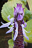 PLECTRANTHUS ORNATUS