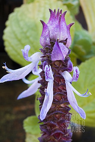 PLECTRANTHUS_ORNATUS