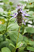 PLECTRANTHUS ORNATUS