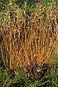 SALIX ALBA VAR VITELLINA